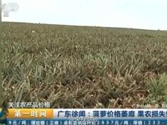 央视曝广东菠萝价格大跌 2毛一斤无人问津